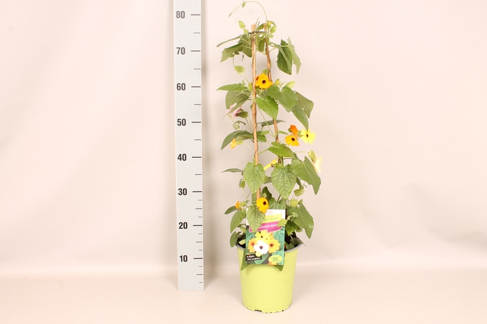 Pyramide 19cm Thunbergia Trio