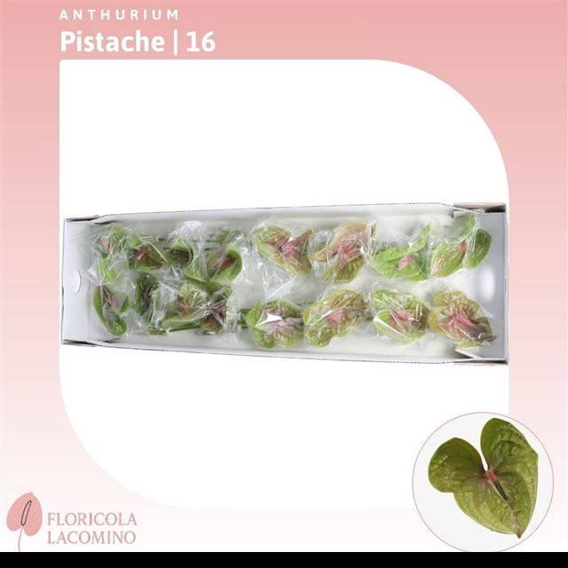 <h4>ANTH A PISTACHE</h4>
