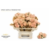 Rosa Spray Gentle Trendsetter
