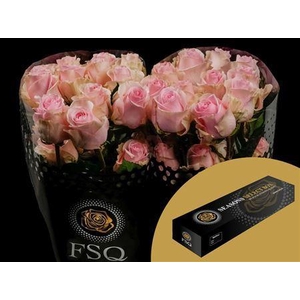 R Gr Duchesse Box