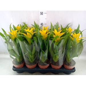 Guzmania  'Desire'