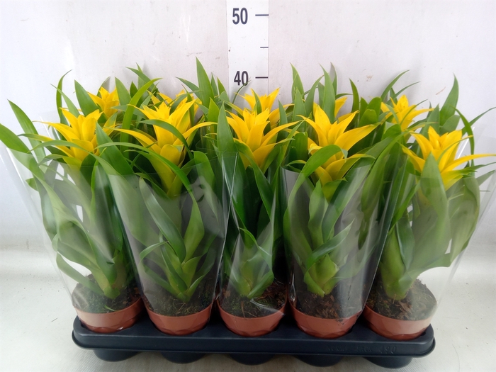 <h4>Guzmania  'Desire'</h4>