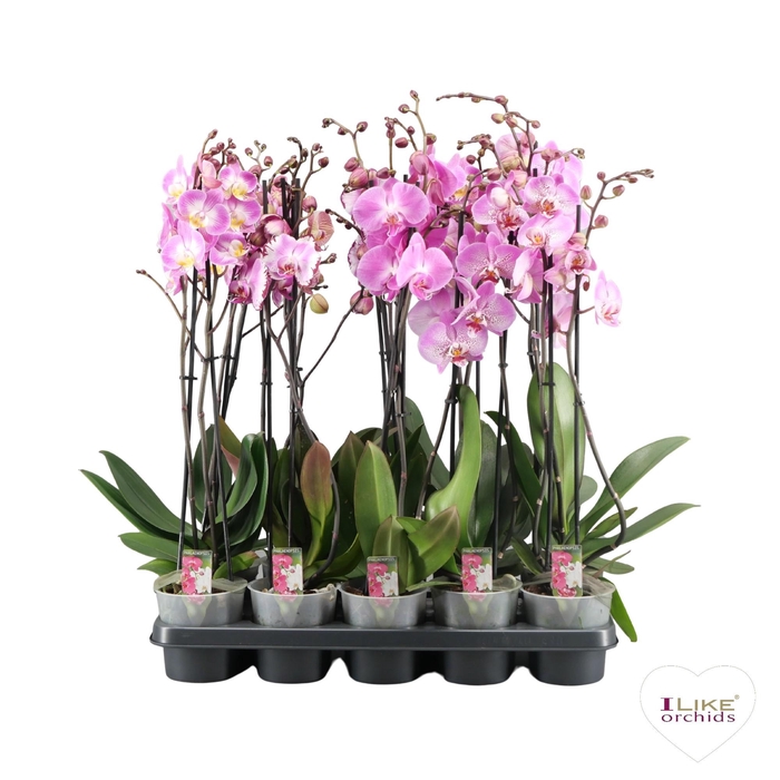 <h4>Phalaenopsis roze - 2 tak 60cm basic</h4>