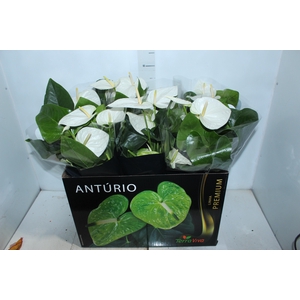 ANTHURIUM ALASKA P17 PREMIUM