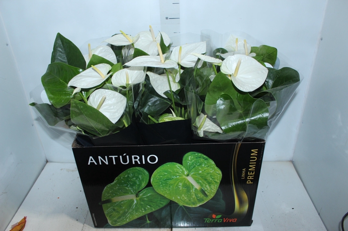 ANTHURIUM ALASKA P17 PREMIUM