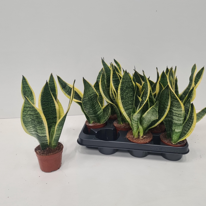 <h4>SANSEV FUTURA SUPERB</h4>