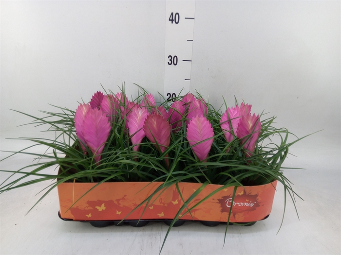 <h4>Tillandsia cyanea</h4>