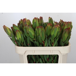 LEUCAD LAUREL YELLOW