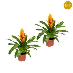 Vriesea 'Delphinus' 2-kleurig Geel/Rood