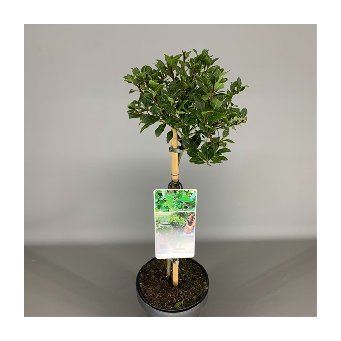 <h4>Laurus nobilis 'Bay Junior' C3</h4>