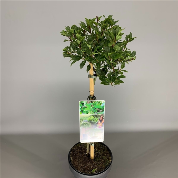 Laurus nobilis 'Bay Junior' C3