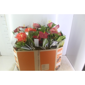 ANTHURIUM VARIADO P17