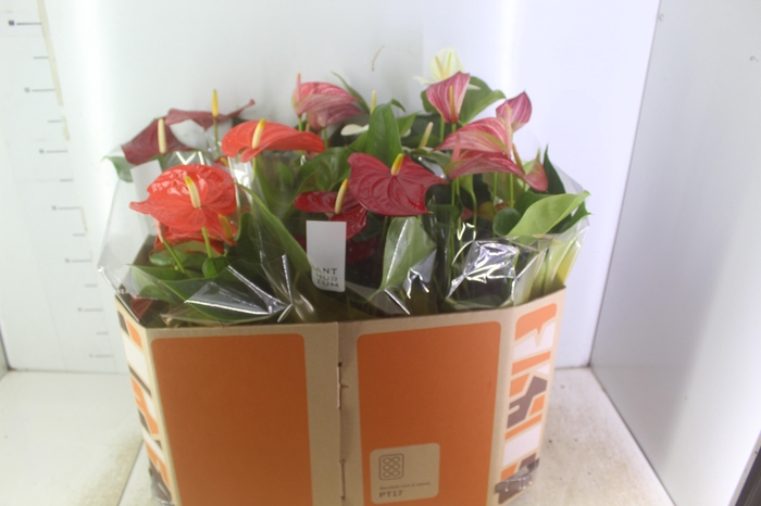 ANTHURIUM VARIADO P17