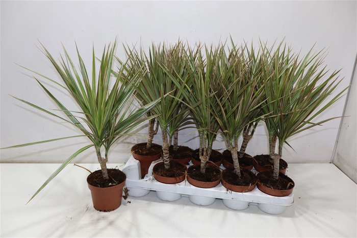 <h4>Dra Marg Bicolor</h4>