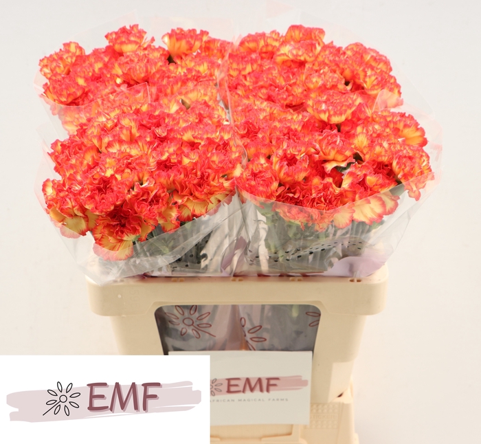 <h4>DI ST ZENIT</h4>