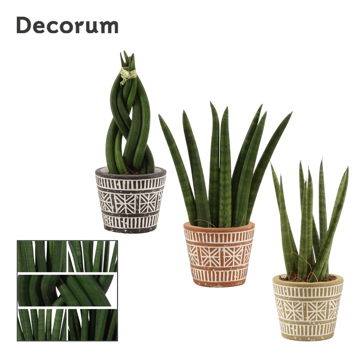 <h4>Sansevieria Cylindrica 6 cm mix in Claire (Neo Architect-coll.)</h4>