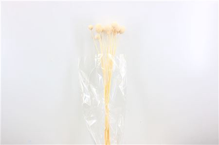 <h4>Dried Craspedia 15 Pcs Bleached Bunch</h4>