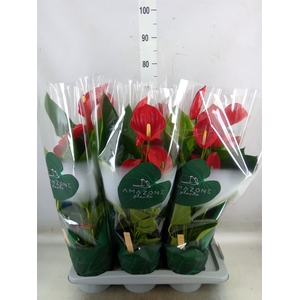 Anthurium andr. 'Melodia'