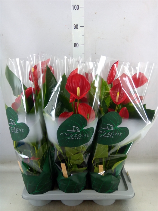<h4>Anthurium andr. 'Melodia'</h4>