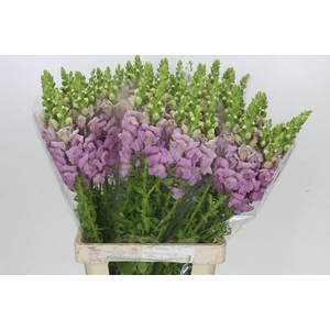 Antirrhinum Potomac Lavender