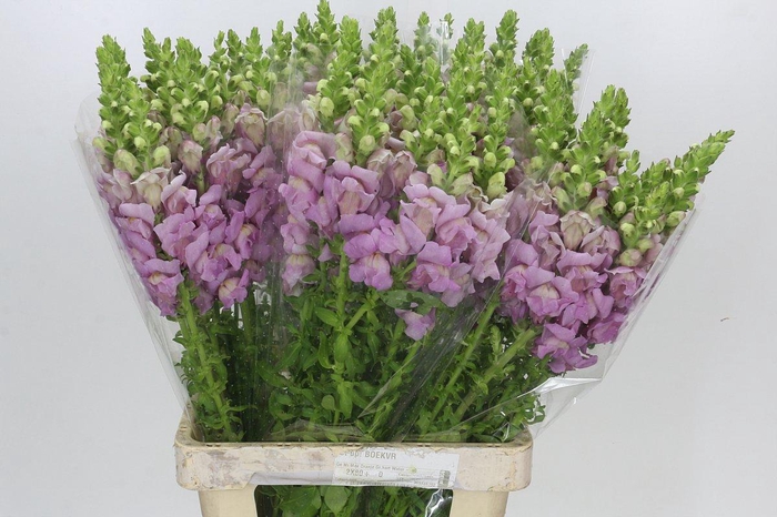 <h4>Antirrhinum Potomac Lavender</h4>