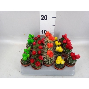 Cactus ...decorated