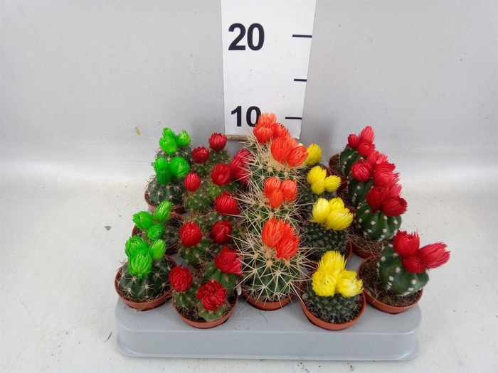 <h4>Cactus   ...decorated</h4>