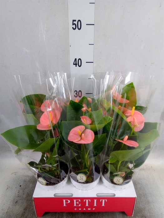 <h4>Anthurium andr. 'Spirit'</h4>