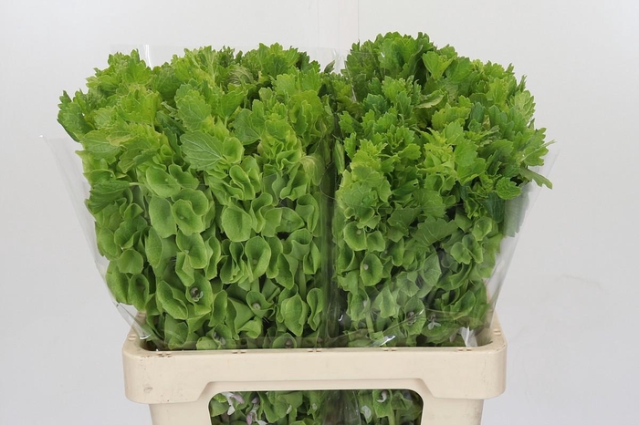 <h4>Moluccella Laevis</h4>