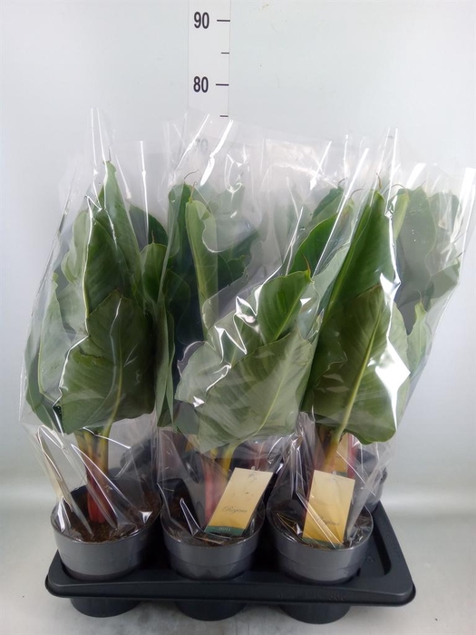 <h4>Musa  'Tropicana'</h4>