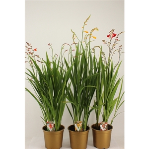 Crocosmia mix