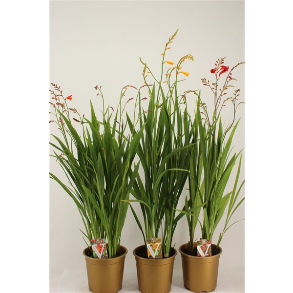 <h4>Crocosmia mix</h4>
