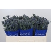 Eryngium Blue Dynamite