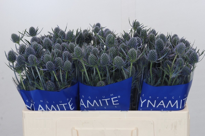 Eryngium Blue Dynamite