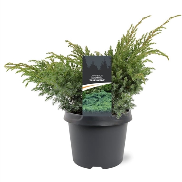 <h4>Juniperus squamata 'Blue Swede' 30-40 C3</h4>