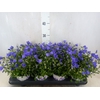 Campanula  'Starina Spring Bell'