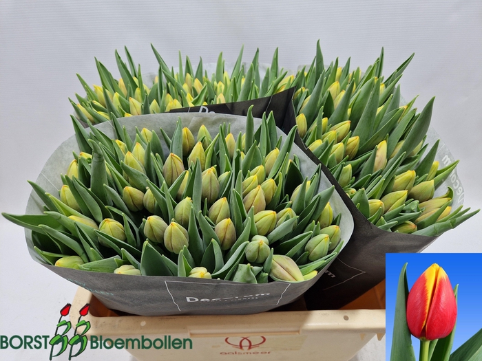 <h4>TU EN RAMBO</h4>