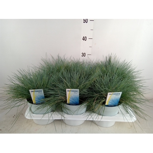 Festuca glauca 'Intens Blue'