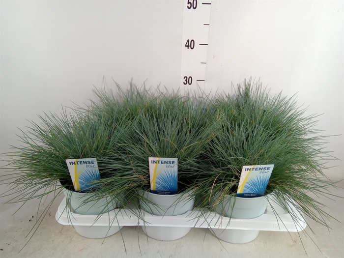 <h4>Festuca glauca 'Intens Blue'</h4>