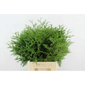 CONIFEER THUJA GREEN PER BUNCH