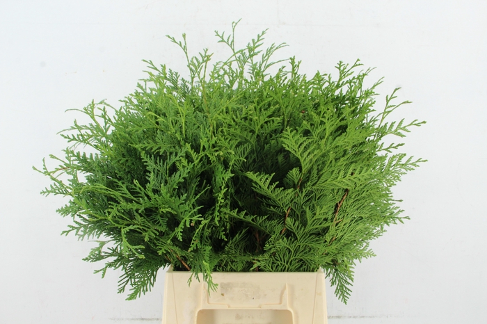 <h4>CONIFEER THUJA GREEN PER BUNCH</h4>