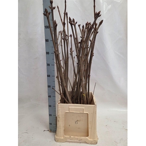 Aesculus Hippoc Tak