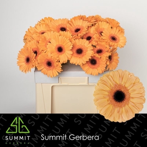 Gerbera Jetset Water