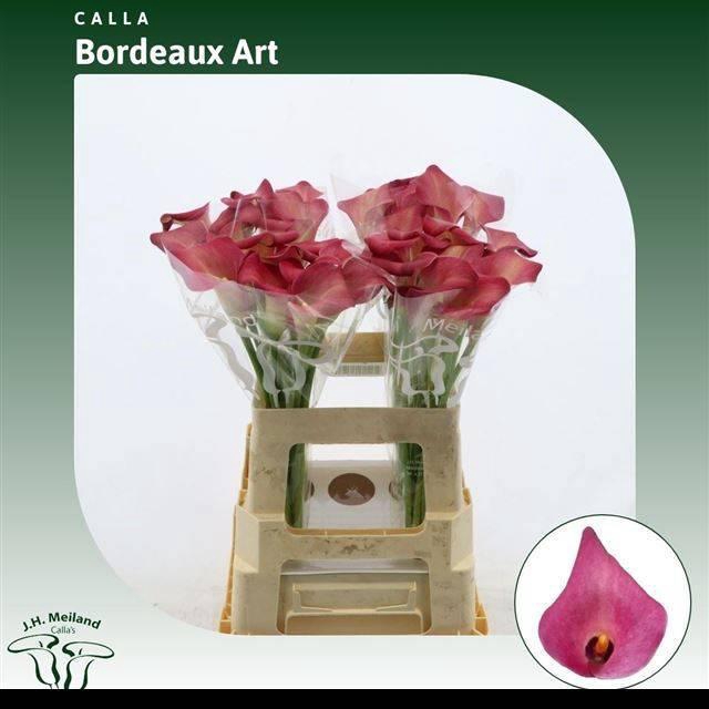 <h4>ZANT BORDEAUX ART</h4>