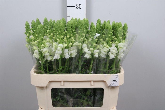 <h4>Antir Cool White</h4>