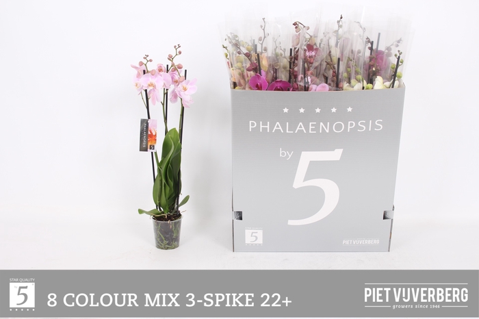 <h4>PHAL GEM 8 KL</h4>