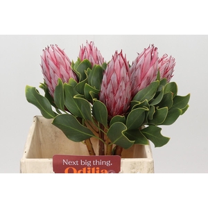 Protea Cynaroides Claire
