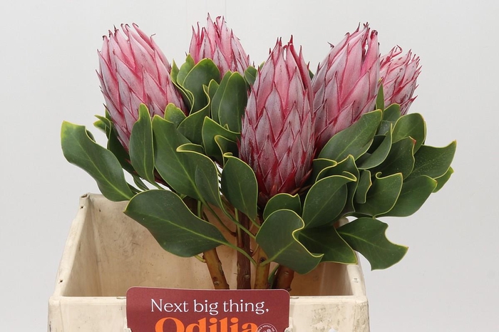 <h4>Protea Cynaroides Claire</h4>
