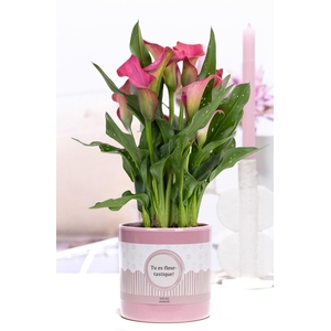 Zantedeschia pink in P&P cadeau concept: TU ES FLEURTASTIQUE!