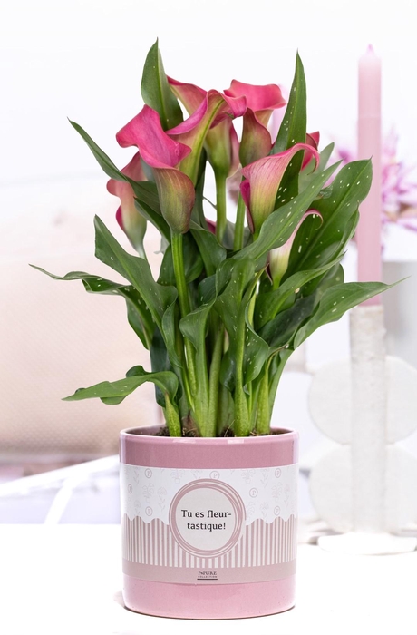 <h4>Zantedeschia pink in P&P cadeau concept: TU ES FLEURTASTIQUE!</h4>